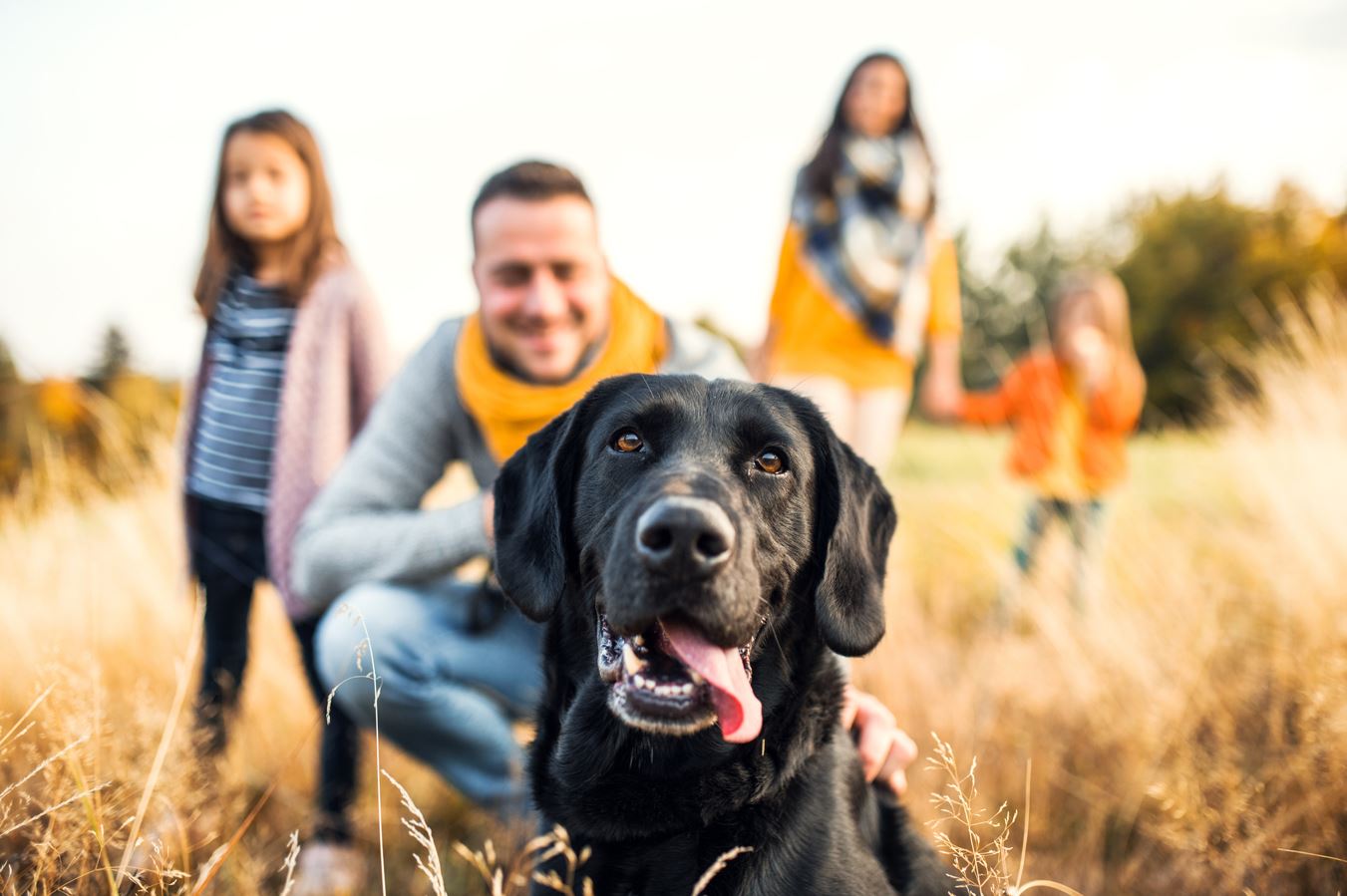 Brilianto Animals: your pet, your diamond